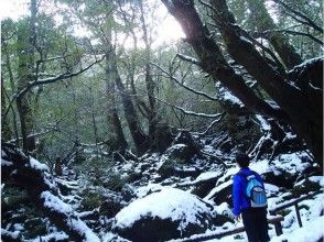 プランの魅力 雪の苔むす森 の画像