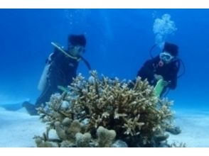 プランの魅力 更深，更愉快的潜水！西表岛正宗潜水员开放水域课程 の画像