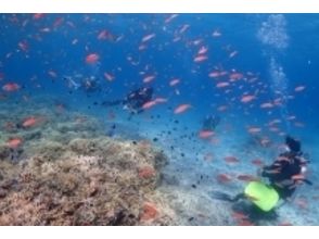 プランの魅力 海外リゾートにも負けない透明で綺麗な海♪西表島☆ときめきと感動の3日間 の画像