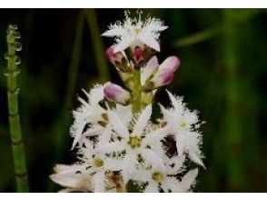 プランの魅力 貴重な草花も の画像