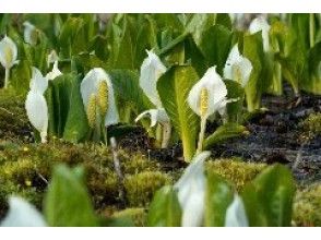 プランの魅力 Plants unique to the marsh are all over の画像