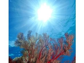 プランの魅力 色鮮やかな海洋生物も沢山お出迎え。 の画像