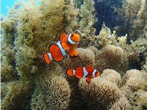 プランの魅力 Clown fish の画像