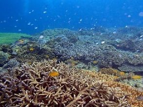 プランの魅力 珊瑚花園中的珊瑚礁與喀拉馬邦一樣好！ の画像