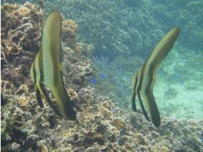 プランの魅力 ツバメウオの幼魚たち の画像