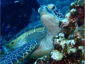プランの魅力 눈앞에서 바다 거북을 관찰 할 수 버립니다. の画像
