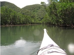 プランの魅力 Climb the river approaching the mangrove forest の画像