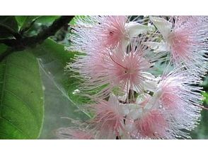 プランの魅力 The nice thing about kayaking is that you can slowly observe the flowers and creatures peculiar to the subtropics nearby. の画像