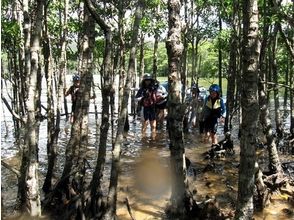 プランの魅力 Enter the mangrove forest. There are plants and fish peculiar to the subtropics. の画像