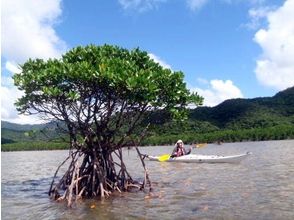 プランの魅力 The Nakara River is wide and mangrove forests continue for several kilometers. の画像