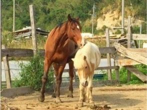 プランの魅力 優しい性格の馬たちが待っています！ の画像