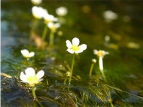 プランの魅力 只能在清澈的溪流中才能看到的梅花藻！ の画像