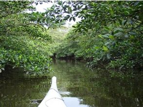 プランの魅力 The best part of the kayak tour is that you can get close to the mangrove forest. の画像