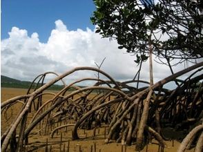 プランの魅力 とてもユニークなマングローブの木の形。 の画像