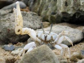 プランの魅力 亜熱帯特有の珍しい生き物と出会えます。 の画像