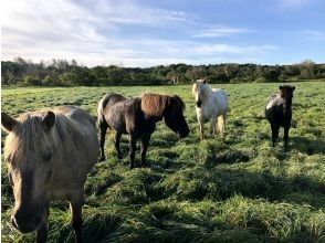 プランの魅力 Baba grazing in the summer! の画像