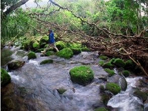 プランの魅力 Pass through a clear and clean stream の画像