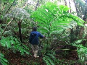 プランの魅力 Fern leaves larger than humans の画像