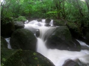 プランの魅力 平靜美麗的沼澤 の画像