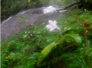 プランの魅力 亜熱帯特有の珍しい生き物と出会えます。 の画像