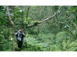 プランの魅力 Jungle surrounded by subtropical plants の画像