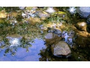 プランの魅力 平静美丽的沼泽 の画像