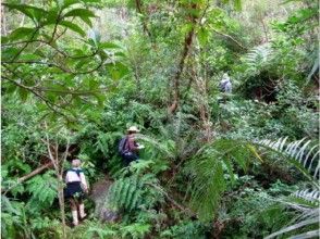 プランの魅力 Trekking in the subtropical jungle! の画像