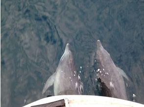 プランの魅力 野生のイルカたち！ の画像