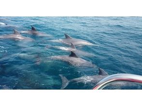 プランの魅力 For chatting dolphins! の画像