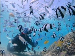 プランの魅力 Plenty of diving! Content-oriented tour! の画像