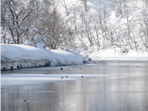 プランの魅力 冬の川に棲む鳥たち の画像