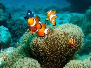 プランの魅力 You can also meet that Nemo の画像