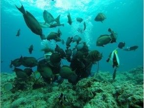 プランの魅力 Colorful fish welcome you to the beautiful sea (^-^) の画像