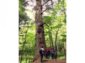 プランの魅力 八ヶ岳の歴史と自然 の画像