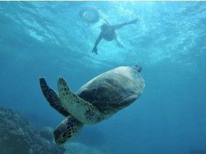 プランの魅力 野生のウミガメと泳ごう の画像