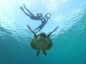 プランの魅力 90% chance of encountering sea turtles. Swim with wild sea turtles! の画像