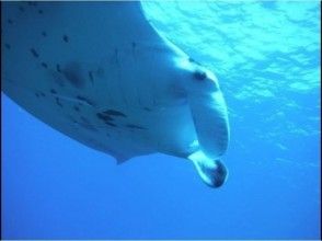 プランの魅力 Fun diving course の画像