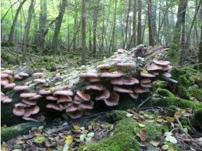 プランの魅力 A treasure trove of natural mushrooms rich in nature. の画像