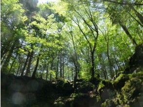 プランの魅力 Aokigahara Jukai is said to be an unexplored virgin forest. の画像