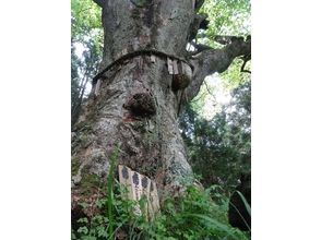 プランの魅力 꼬리표 침 공간의 큰 느티 나무 の画像