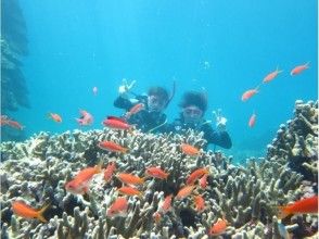 プランの魅力 體驗潛水課程（1次潛水或2次潛水） の画像