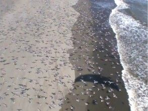 プランの魅力 野鳥の宝庫 の画像