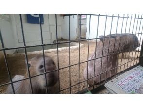 プランの魅力 capybara の画像