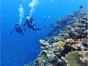 プランの魅力 來到美麗的海底世界！ の画像