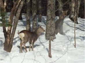 プランの魅力 에조 사슴을 만나는 것도 の画像