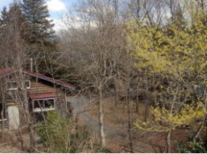 プランの魅力 Witch hazel flowers bloom around the workshop in spring の画像