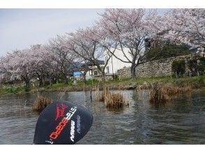 プランの魅力 Cherry blossom season ☆ の画像