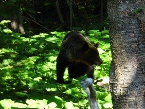 プランの魅力 棕熊 の画像