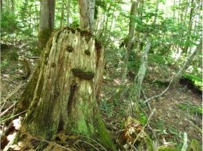 プランの魅力 きりかぶ君 の画像