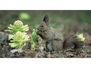 プランの魅力 다람쥐 の画像